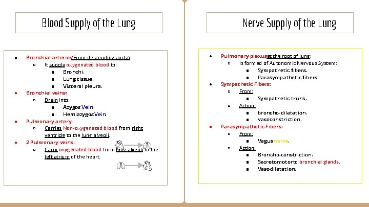 Blood Supply of the Lung ● ● Bronchial arteries(From descending aorta): ○ It supply