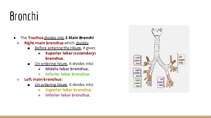 Bronchi ● The Trachea divides into 2 Main Bronchi: ○ Right main bronchus, which