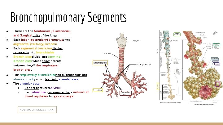 Bronchopulmonary Segments ● ● ● These are the Anatomical, Functional, and Surgical units of