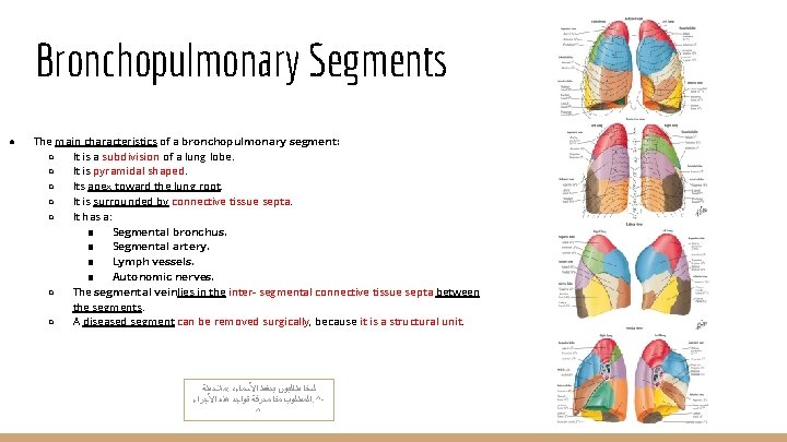 Bronchopulmonary Segments ● The main characteristics of a bronchopulmonary segment: ○ It is a