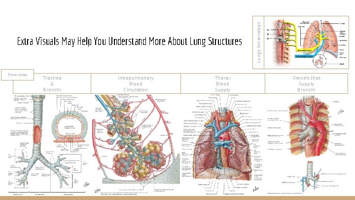 From Atlas Trachea & Bronchi Intrapulmonary Blood Circulation Thorax Blood Supply Lungs Innervation Extra