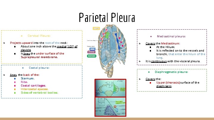 Parietal Pleura ● ○ Cervical Pleura: Projects upward into the root of the neck: