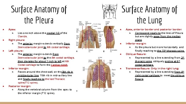 Surface Anatomy of the Pleura ● ● ● Apex: ○ Lies one inch above