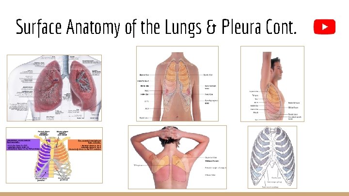 Surface Anatomy of the Lungs & Pleura Cont. 