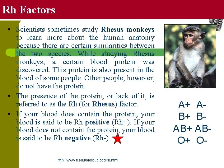 Rh Factors • Scientists sometimes study Rhesus monkeys to learn more about the human