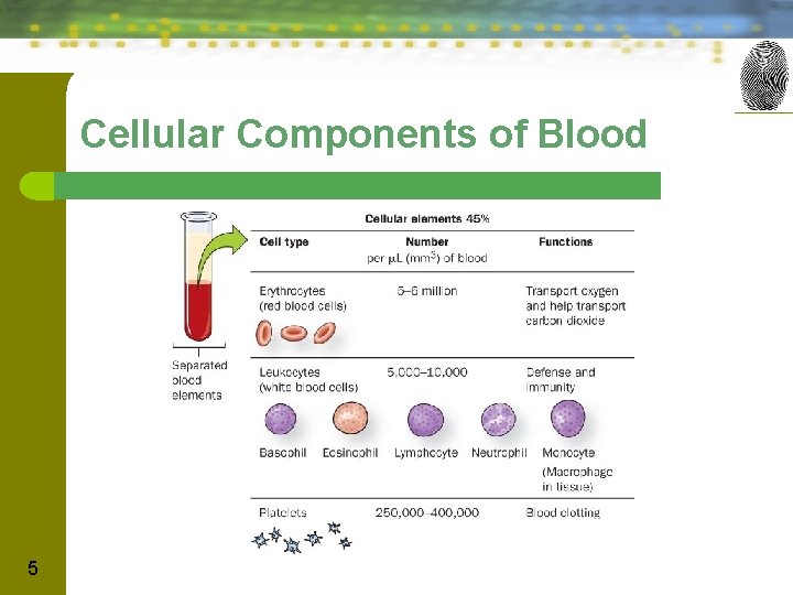 Cellular Components of Blood 5 