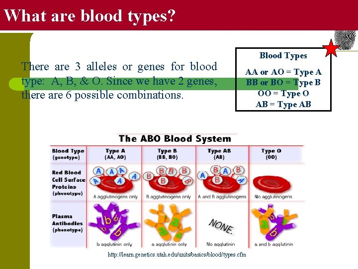 What are blood types? There are 3 alleles or genes for blood type: A,