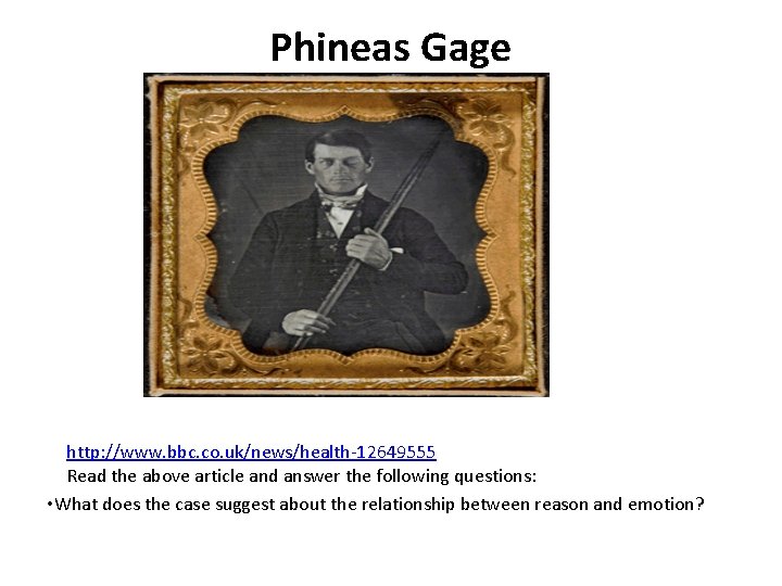 Phineas Gage http: //www. bbc. co. uk/news/health-12649555 Read the above article and answer the