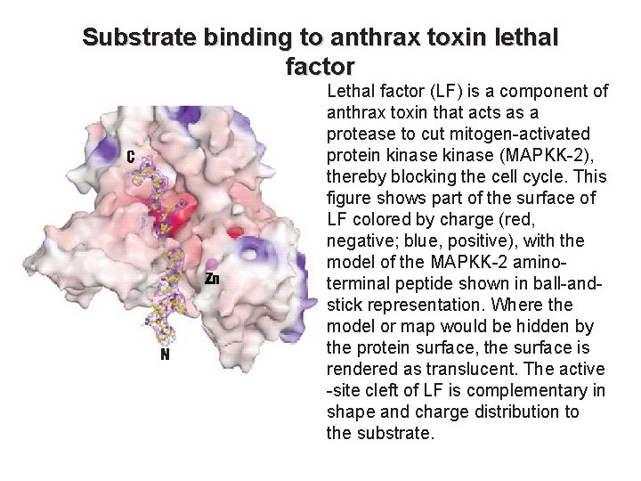 Substrate binding to anthrax toxin lethal factor Lethal factor (LF) is a component of