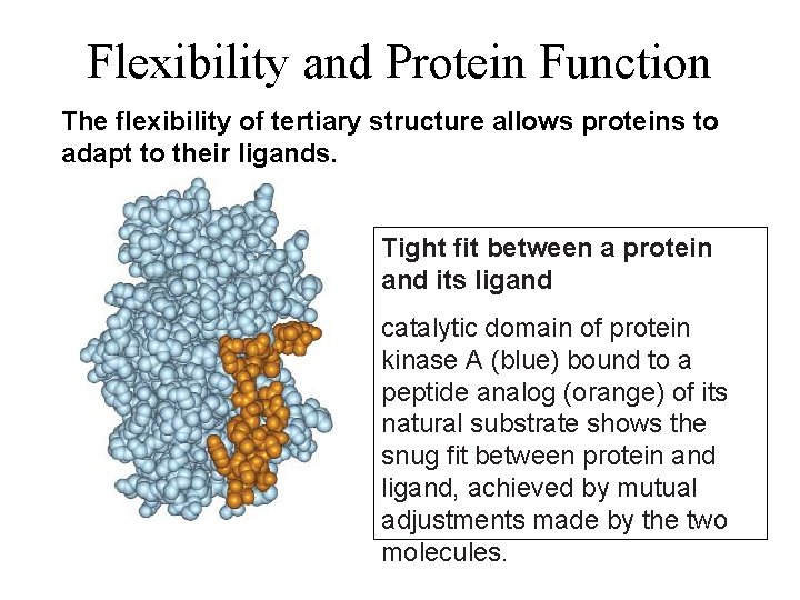 Flexibility and Protein Function The flexibility of tertiary structure allows proteins to adapt to