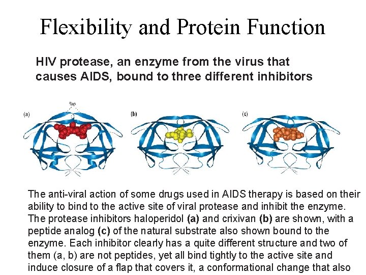 Flexibility and Protein Function HIV protease, an enzyme from the virus that causes AIDS,