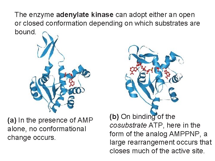 The enzyme adenylate kinase can adopt either an open or closed conformation depending on