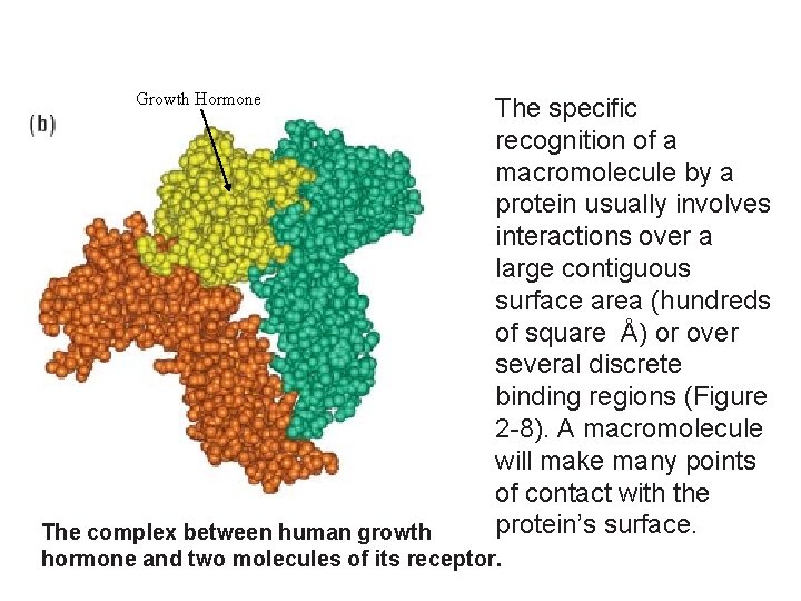 Growth Hormone The specific recognition of a macromolecule by a protein usually involves interactions