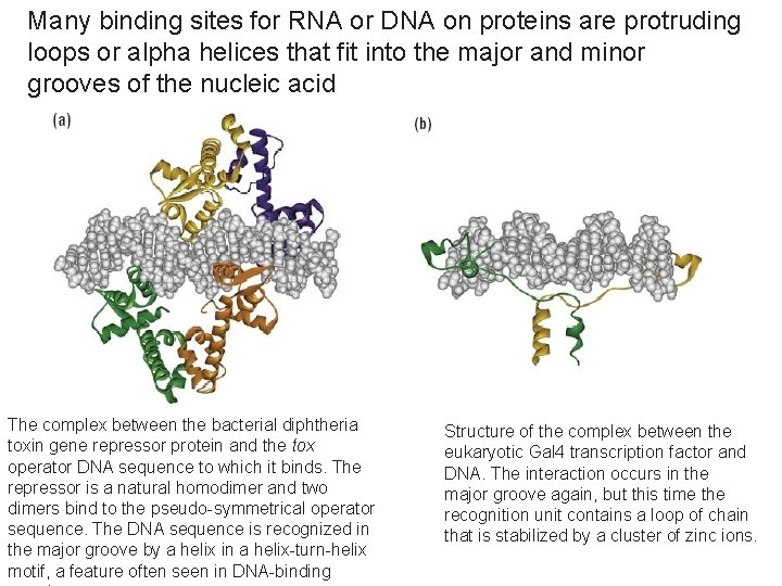 Many binding sites for RNA or DNA on proteins are protruding loops or alpha