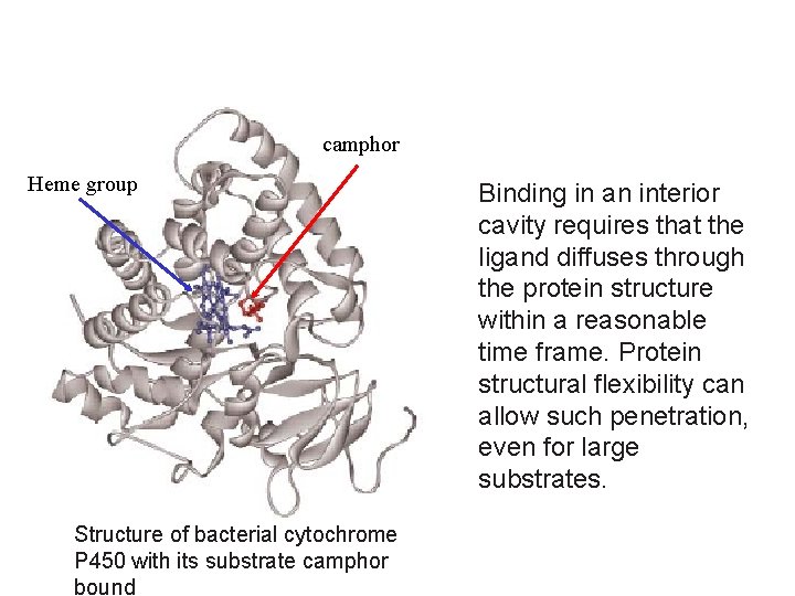 camphor Heme group Structure of bacterial cytochrome P 450 with its substrate camphor bound