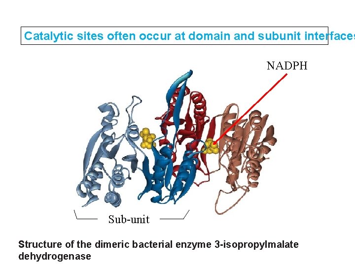 Catalytic sites often occur at domain and subunit interfaces NADPH Sub-unit Structure of the