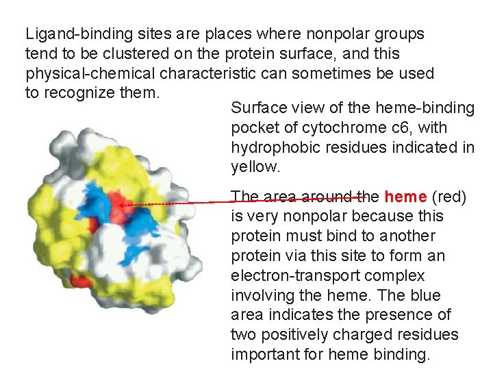Ligand-binding sites are places where nonpolar groups tend to be clustered on the protein