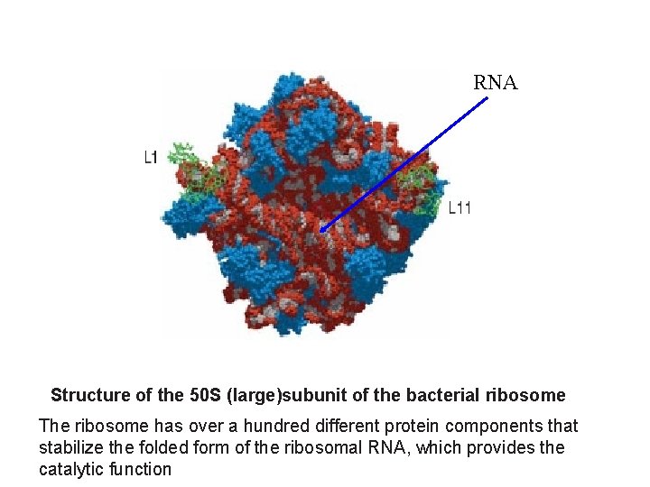 RNA Structure of the 50 S (large)subunit of the bacterial ribosome The ribosome has