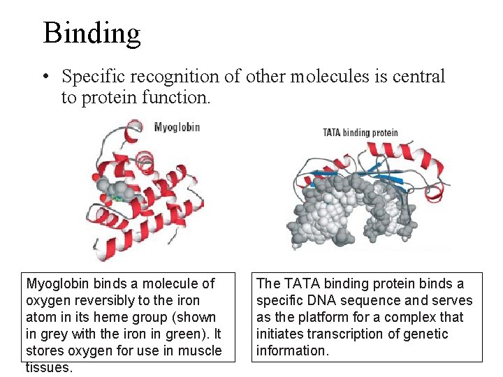 Binding • Specific recognition of other molecules is central to protein function. Myoglobin binds