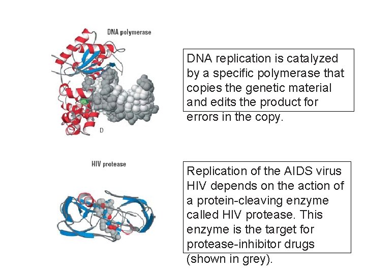 DNA replication is catalyzed by a specific polymerase that copies the genetic material and