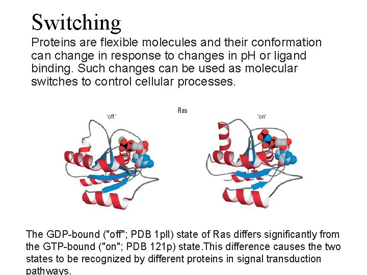 Switching Proteins are flexible molecules and their conformation can change in response to changes