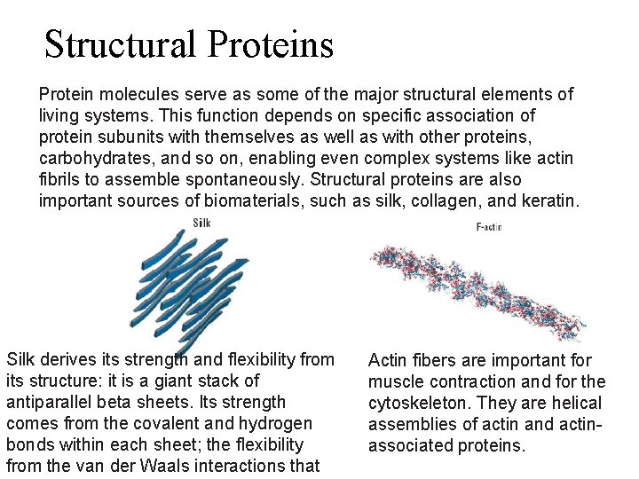 Structural Proteins Protein molecules serve as some of the major structural elements of living