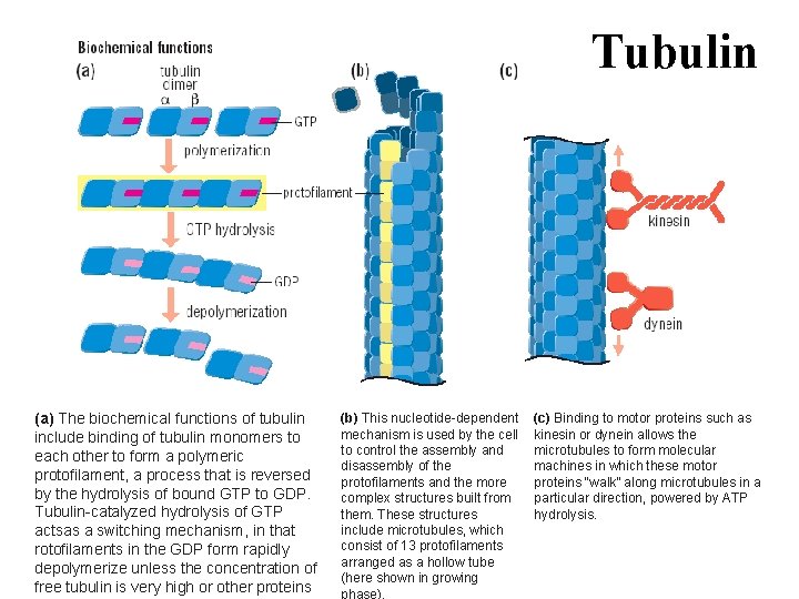 Tubulin (a) The biochemical functions of tubulin include binding of tubulin monomers to each
