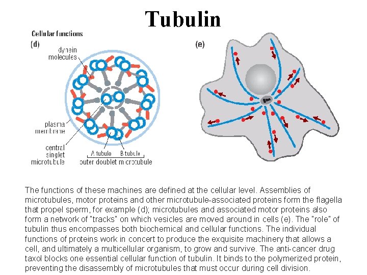 Tubulin The functions of these machines are defined at the cellular level. Assemblies of