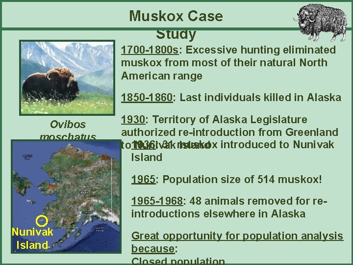 Muskox Case Study 1700 -1800 s: Excessive hunting eliminated muskox from most of their