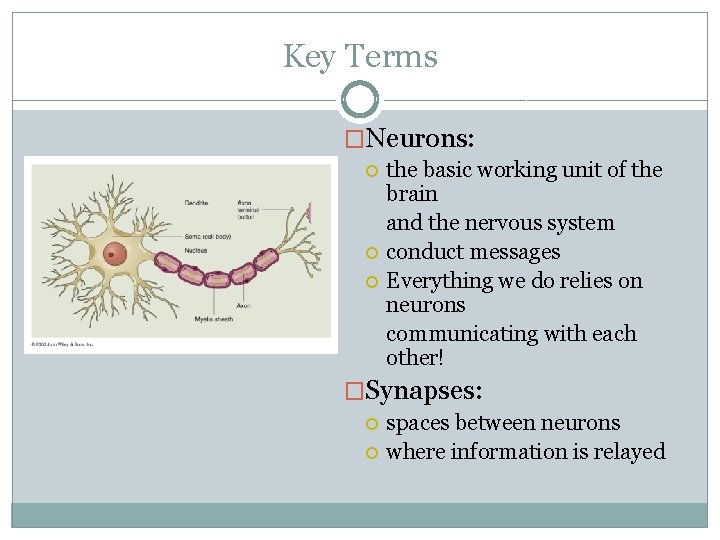 Key Terms �Neurons: the basic working unit of the brain and the nervous system
