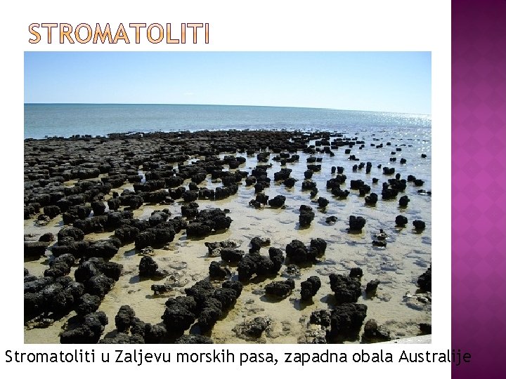 Stromatoliti u Zaljevu morskih pasa, zapadna obala Australije 