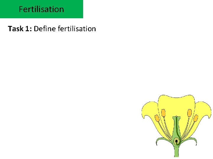 Fertilisation Task 1: Define fertilisation 