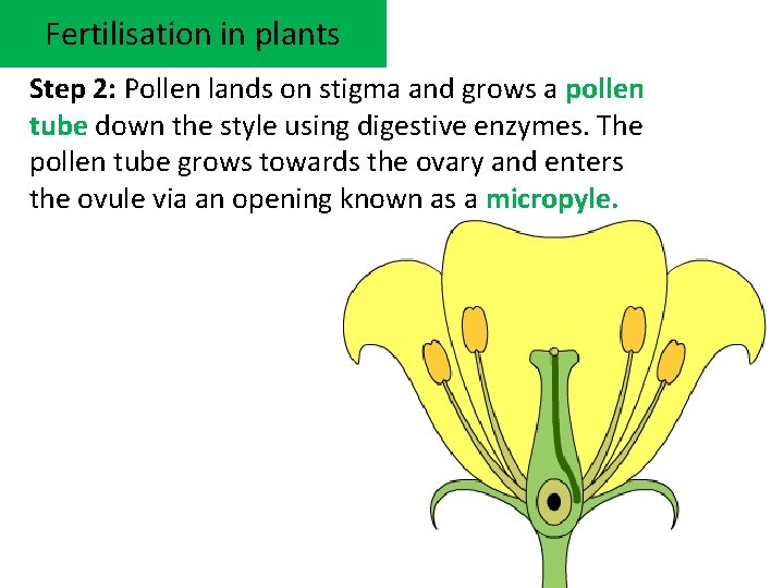 Fertilisation in plants Learning objectives Define fertilisation Describe