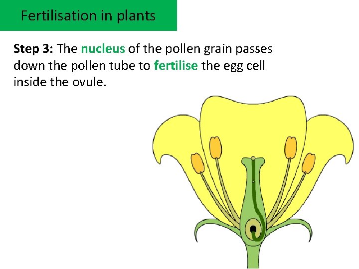 Fertilisation in plants Step 3: The nucleus of the pollen grain passes down the