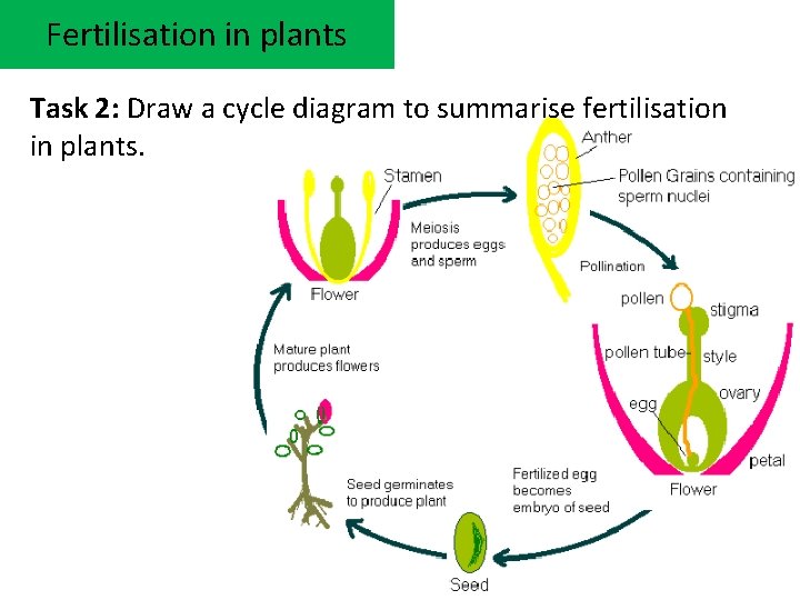 Fertilisation in plants Task 2: Draw a cycle diagram to summarise fertilisation in plants.