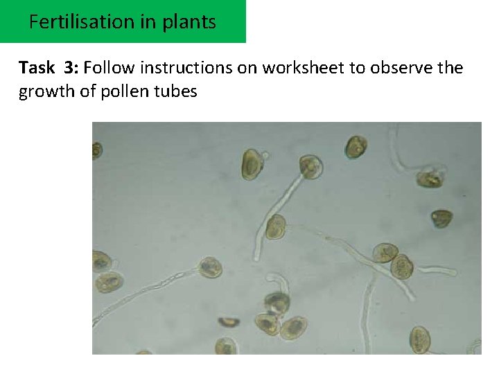 Fertilisation in plants Task 3: Follow instructions on worksheet to observe the growth of