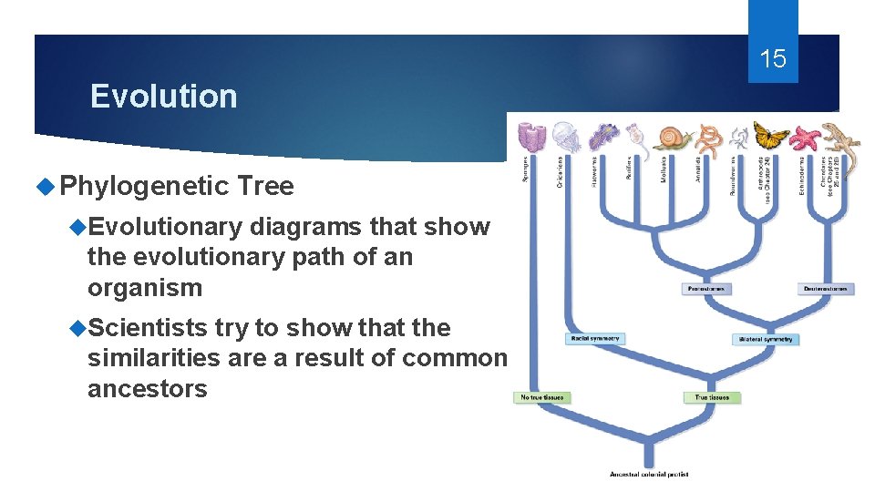 15 Evolution Phylogenetic Tree Evolutionary diagrams that show the evolutionary path of an organism