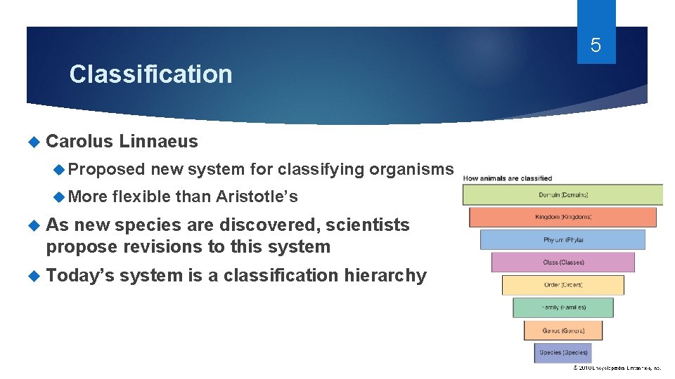 5 Classification Carolus Linnaeus Proposed More new system for classifying organisms flexible than Aristotle’s