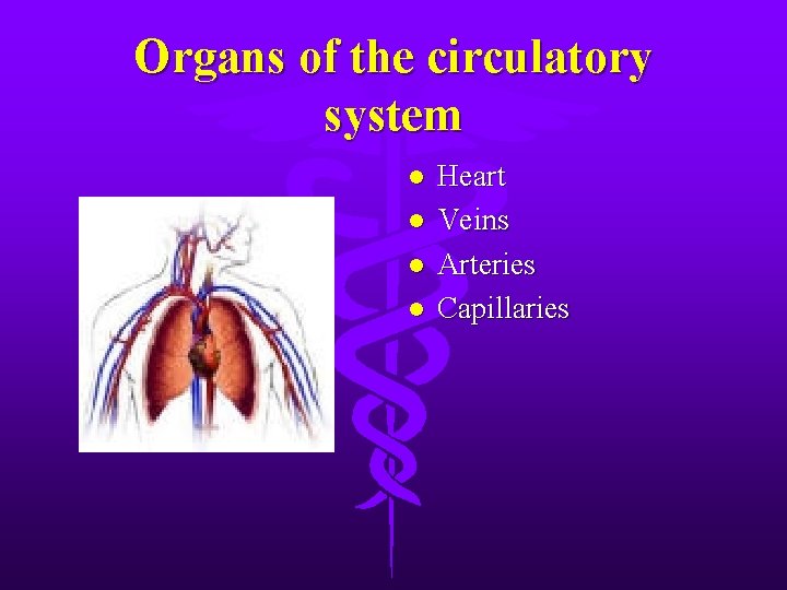 Organs of the circulatory system l l Heart Veins Arteries Capillaries 