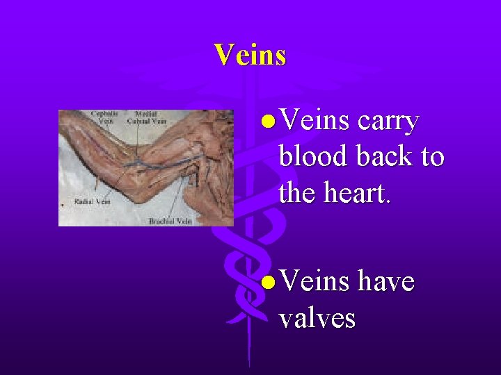 Veins l Veins carry blood back to the heart. l Veins have valves 