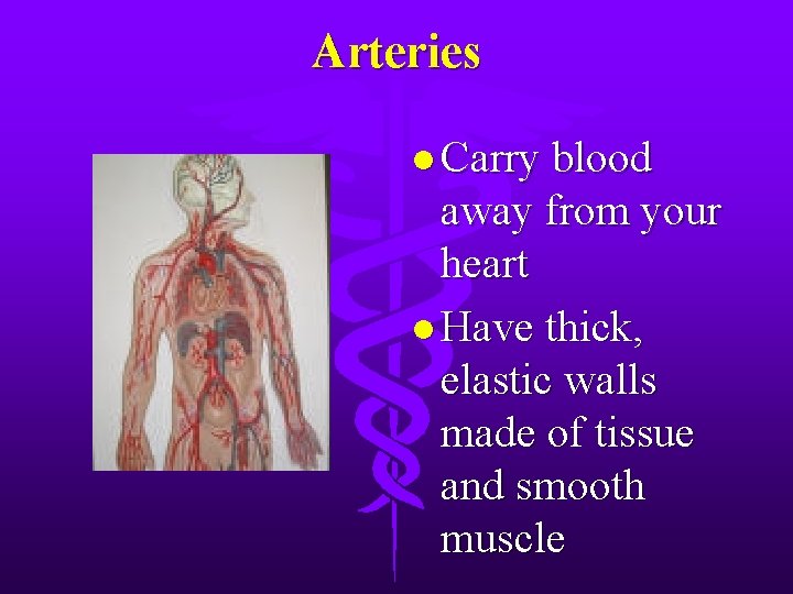 Arteries l Carry blood away from your heart l Have thick, elastic walls made