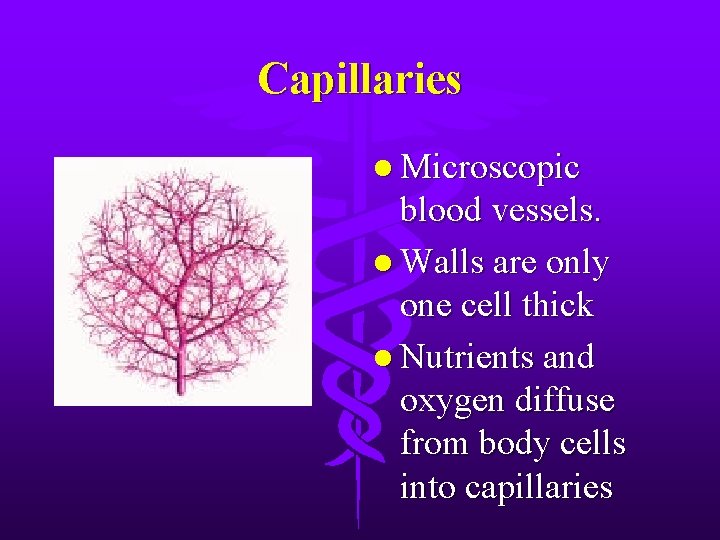 Capillaries l Microscopic blood vessels. l Walls are only one cell thick l Nutrients