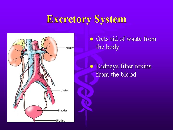 Excretory System l Gets rid of waste from the body l Kidneys filter toxins
