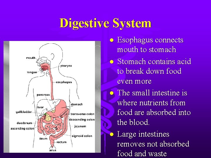 Digestive System l l Esophagus connects mouth to stomach Stomach contains acid to break