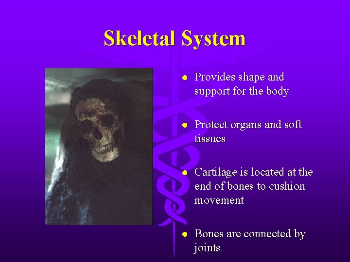 Skeletal System l Provides shape and support for the body l Protect organs and