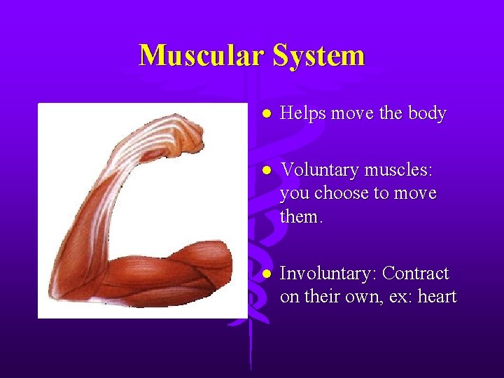 Muscular System l Helps move the body l Voluntary muscles: you choose to move