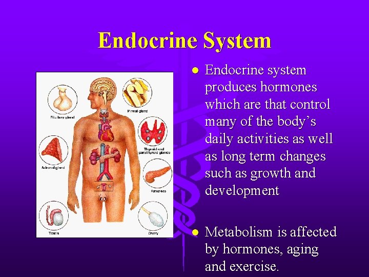 Endocrine System l Endocrine system produces hormones which are that control many of the