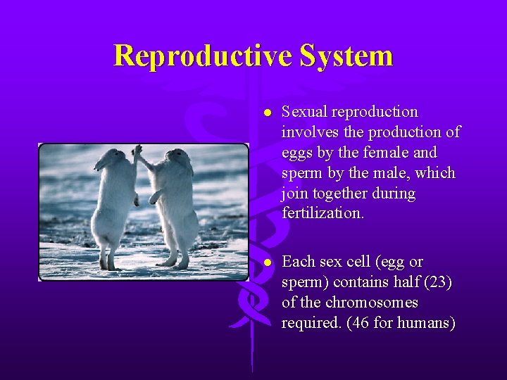 Reproductive System l Sexual reproduction involves the production of eggs by the female and