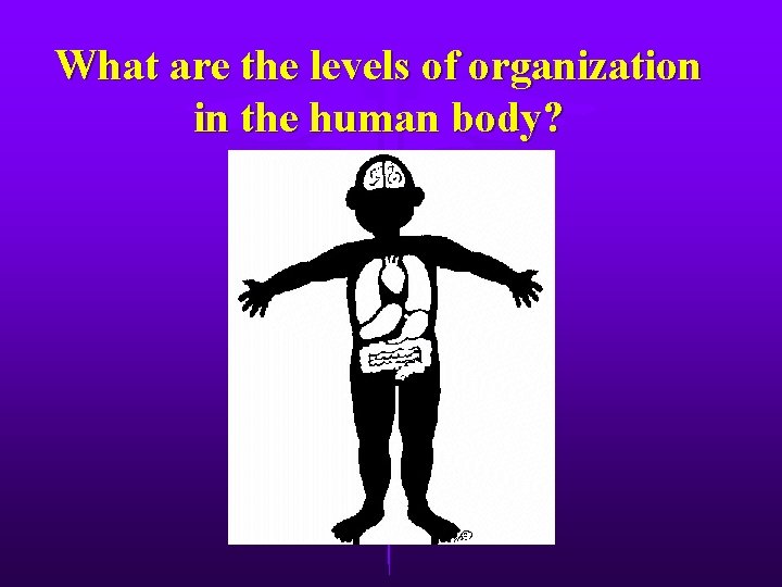 What are the levels of organization in the human body? 