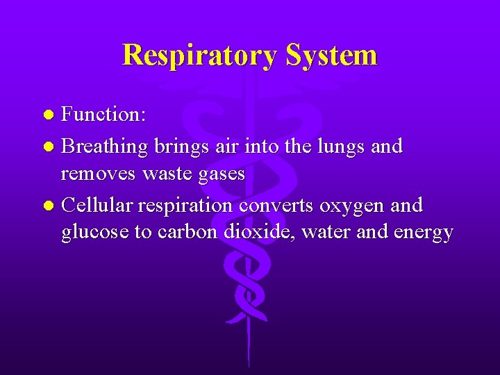 Respiratory System Function: l Breathing brings air into the lungs and removes waste gases